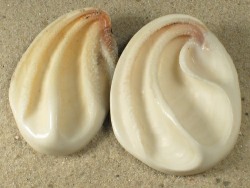 Megastraea undosa - Turbinidae