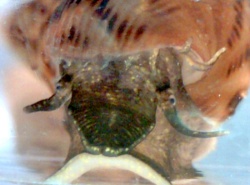 Melanoides tuberculatus - Thiaridae
