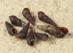 Melanoides tuberculatus - Thiaridae