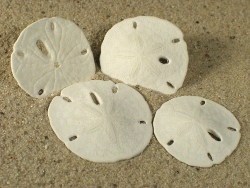 Mellita isometra - Mellitidae
