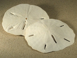 Mellita tenuis - Mellitidae
