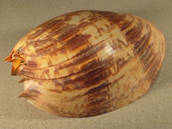 Melo amphora - Volutidae
