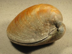 Mercenaria mercenaria - Veneridae