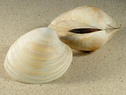 Mercenaria mercenaria - Veneridae