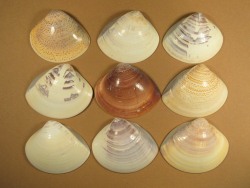 Meretrix lusoria - Veneridae