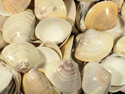 Meretrix lusoria - Veneridae