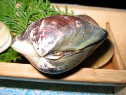 Meretrix lusoria - Veneridae