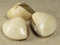 Meretrix lyrata - Veneridae