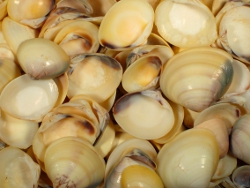 Meretrix meretrix - Veneridae