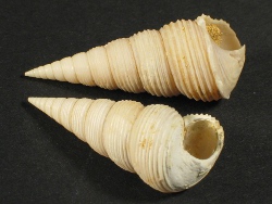 Mesalia sulcata - Turritellidae