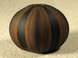 Mespilia globulus - Temnopleuridae