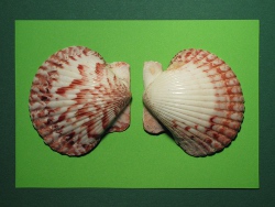 Argopecten ventricosus - Pectinidae