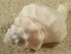 Mipus gyratus - Coralliophilidae