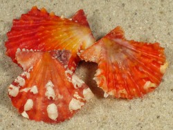 Mirapecten mirificus - Pectinidae