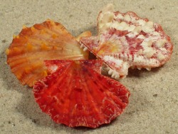 Mirapecten mirificus - Pectinidae