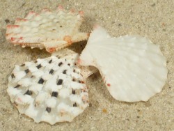 Mirapecten moluccensis - Pectinidae