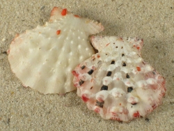 Mirapecten moluccensis - Pectinidae