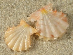 Mirapecten rastellum - Pectinidae