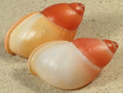 Mirinaba erythrosomus - Strophocheilidae