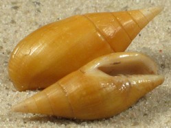 Mutyca acuminata - Mitridae