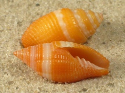 Mitra aurantia - Mitridae