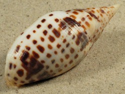 Mitra cardinalis - Mitridae