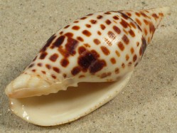 Mitra cardinalis - Mitridae