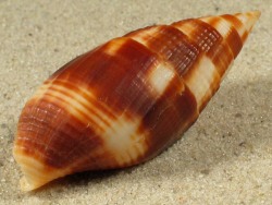 Mitra chrysostoma - Mitridae