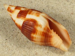 Mitra chrysostoma - Mitridae