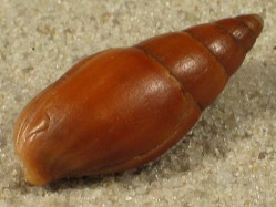 Mitra cornea - Mitridae
