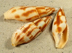 Mitra eremitarum - Mitridae