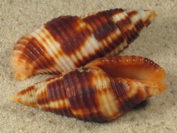 Mitra ferruginea - Mitridae