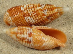 Mitra imperialis - Mitridae