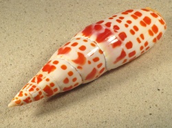 Mitra mitra - Mitridae