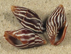 Strigatella paupercula - Mitridae