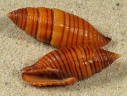 Strigatella vexillum - Mitridae