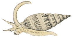 Graphicomassa ligula- Columbellidae