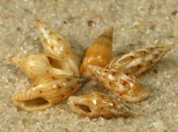 Mitrella moleculina- Columbellidae
