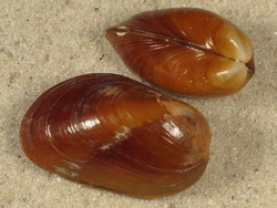 Lioberus agglutinans - Mytilildae