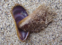 Modiolus barbatus - Mytilildae