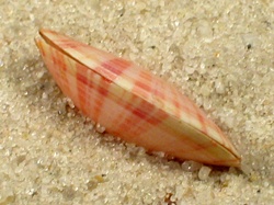 Moerella donacina - Tellinidae