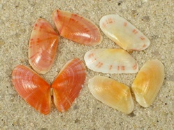 Moerella donacina - Tellinidae