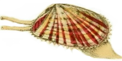 Moerella donacina - Tellinidae