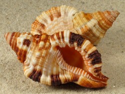 Monoplex aquatilis  - Ranellidae