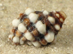 Morula anaxares - Muricidae