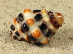 Morula musiva - Muricidae