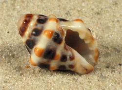 Morula musiva - Muricidae