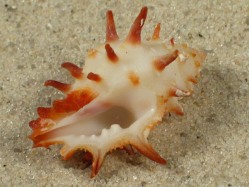 Morula spinosa - Muricidae