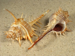 Murex aduncospinosus - Muricidae