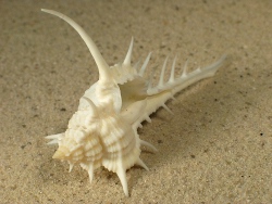 Murex aduncospinosus - Muricidae